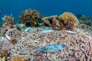 DEAD FISH ON DESTROYED CORAL REEF AFTER A FISH BOMB DETONATION.