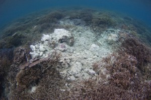 Fish bomb damage, Timba Timba island, Darvel Bay, Sabah, Borneo, East Malaysia.