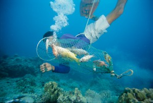 Hookah diver collecting bombed fish, The Philippines